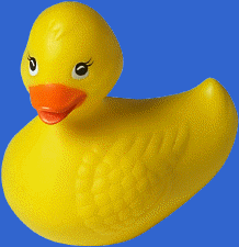 a rubber duck
